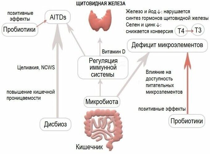 Как Витамин Д влияет на щитовидную железу?