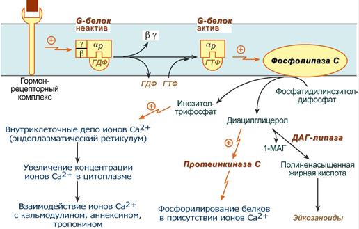 Как активируется фосфолипаза С?