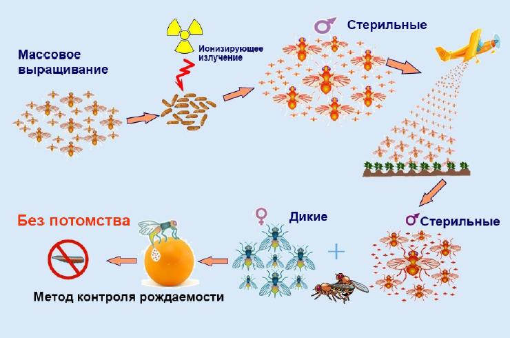 Как часто нужно опрыскивать насекомых во Флориде?