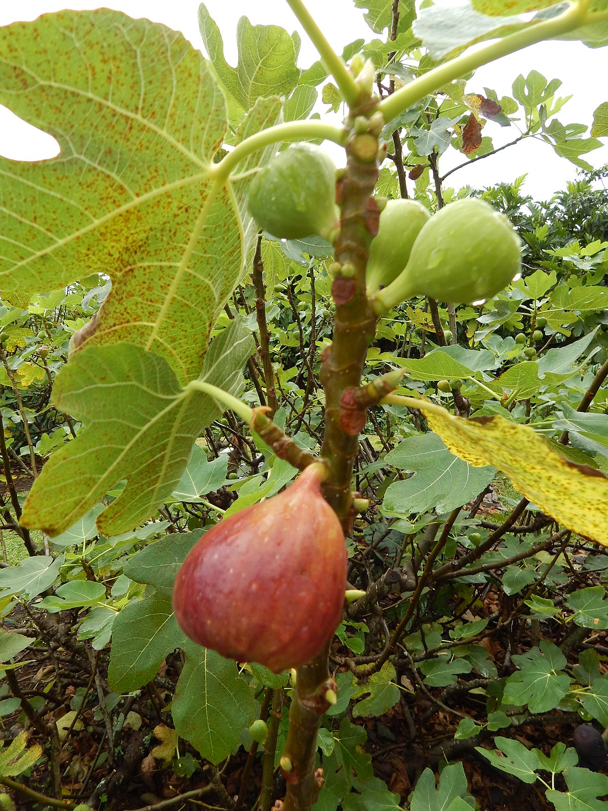 Как часто у инжира с листьями скрипки вырастают новые листья?