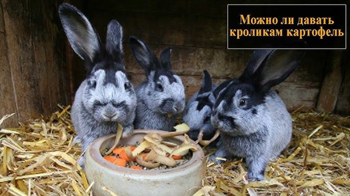 Как давать кроликам сырой картофель?