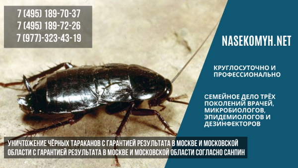 Как избавиться от черных жуков в машине?