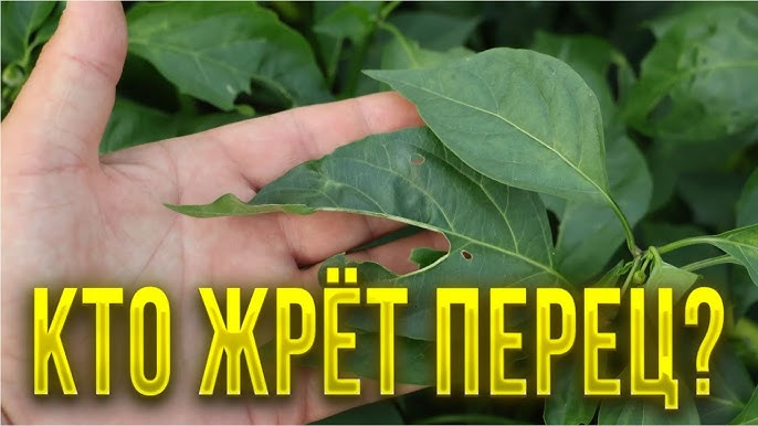 Как избавиться от червей, поедающих листья?