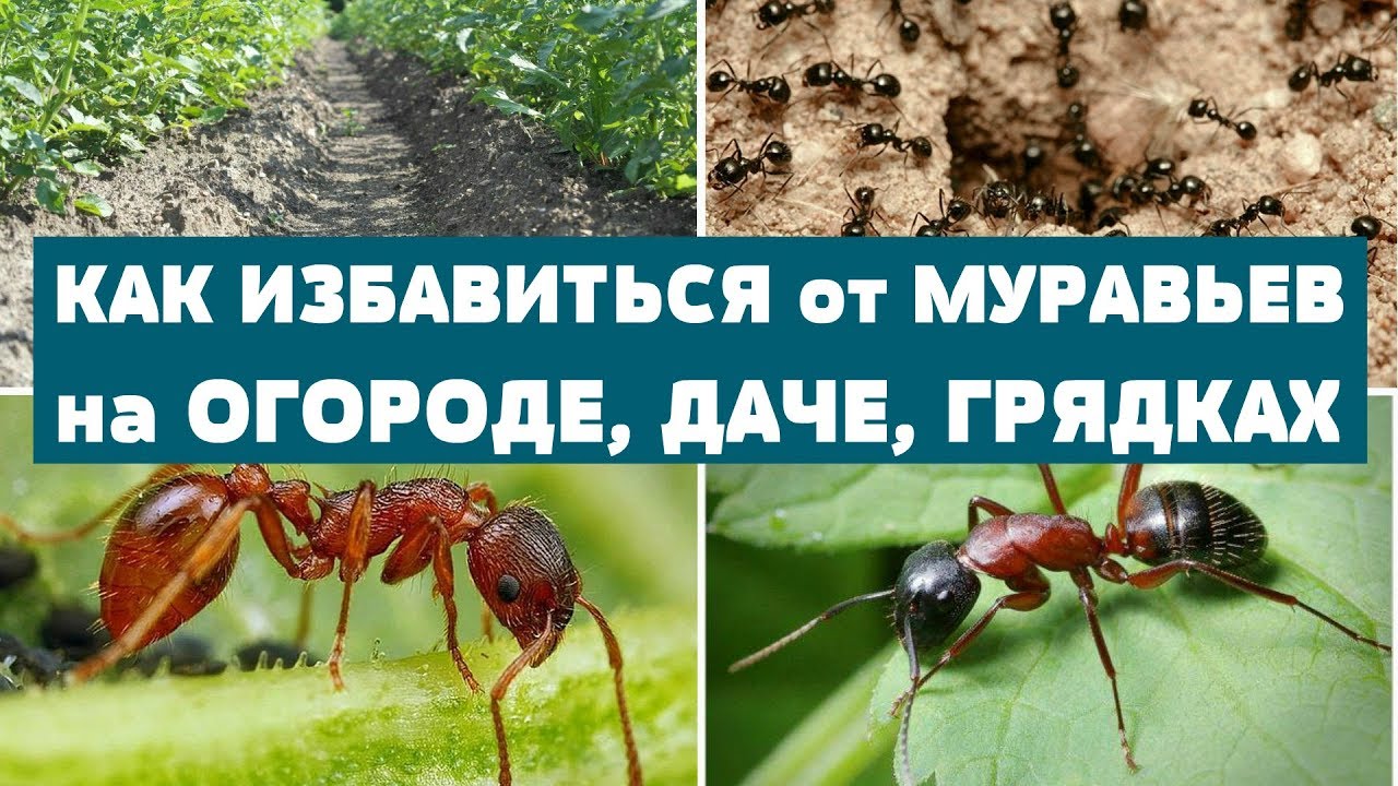 Как избавиться от муравьев на огороде?