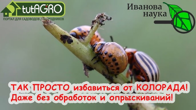 Как избавиться от жуков естественным путем?