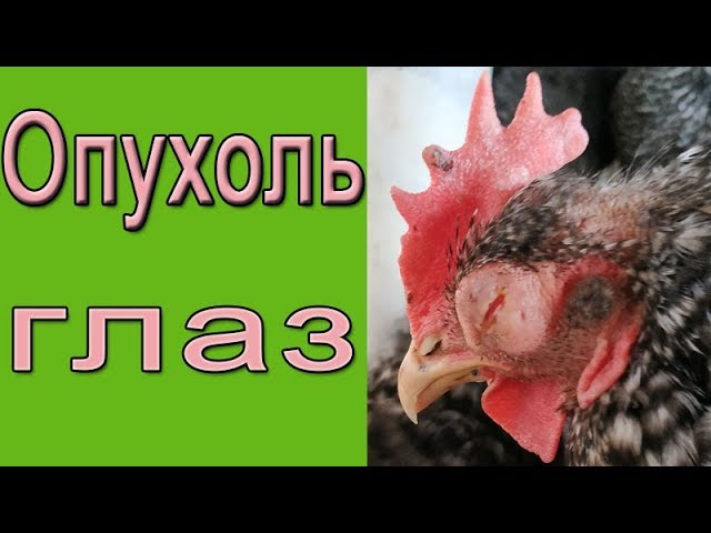 Как лечить глазную инфекцию у кур?