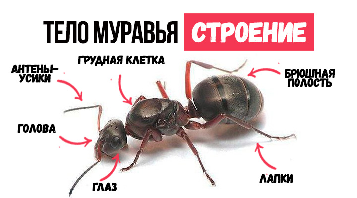 Как описать муравья?