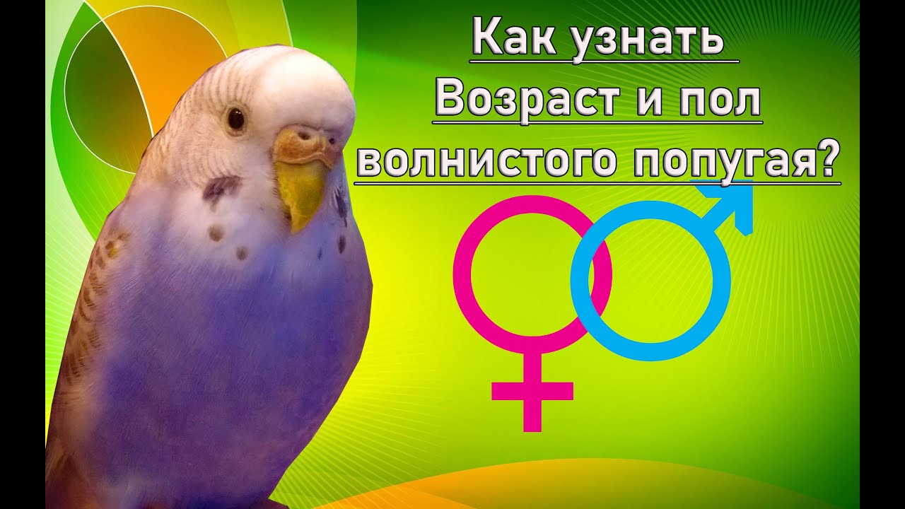 Как определить возраст волнистого попугая?