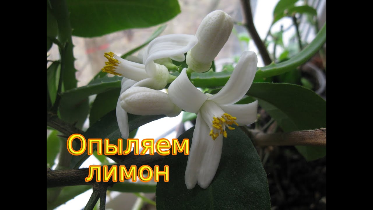 Как опылить комнатные цитрусовые?