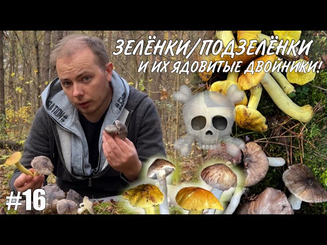Как отличить грибы?