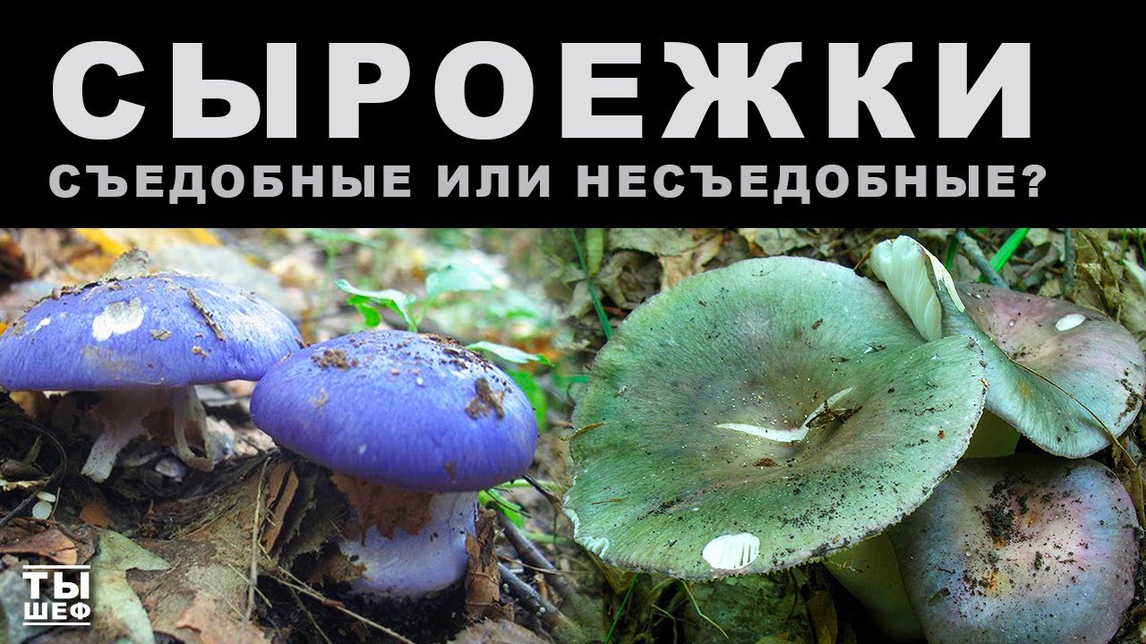 Как отличить съедобные сыроежки от несъедобных?