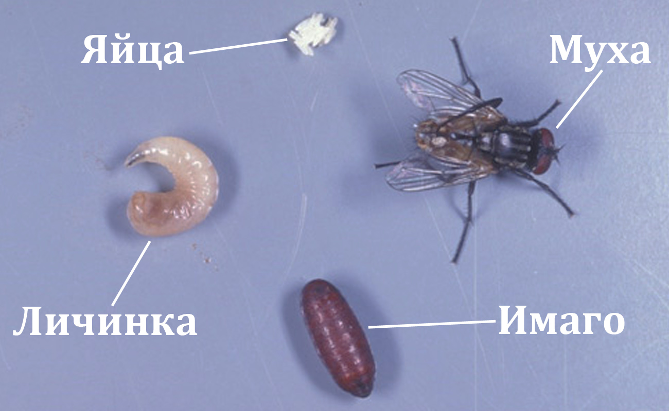 Как погибают личинки мух?