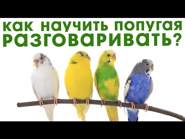 Как позвать к себе попугая?