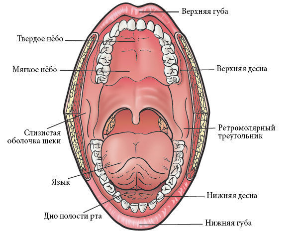 Как правильно нёба или нёбо?