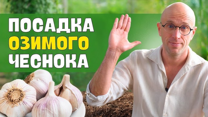 Как правильно подготовить грядку для посадки озимого чеснока?