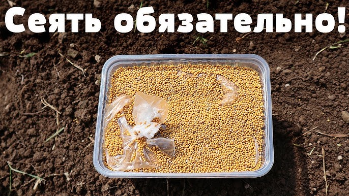 Как правильно сеять горчицу после уборки урожая?