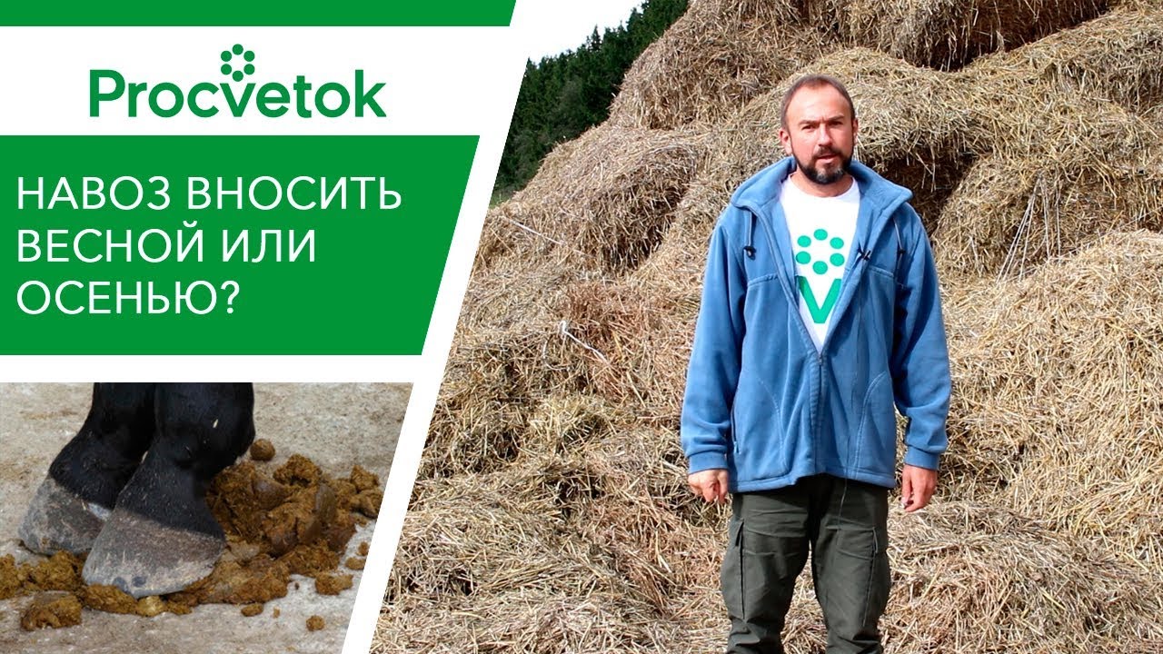 Как правильно удобрять почву навозом?