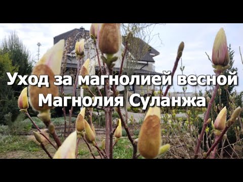 Как правильно ухаживать за Магнолией?