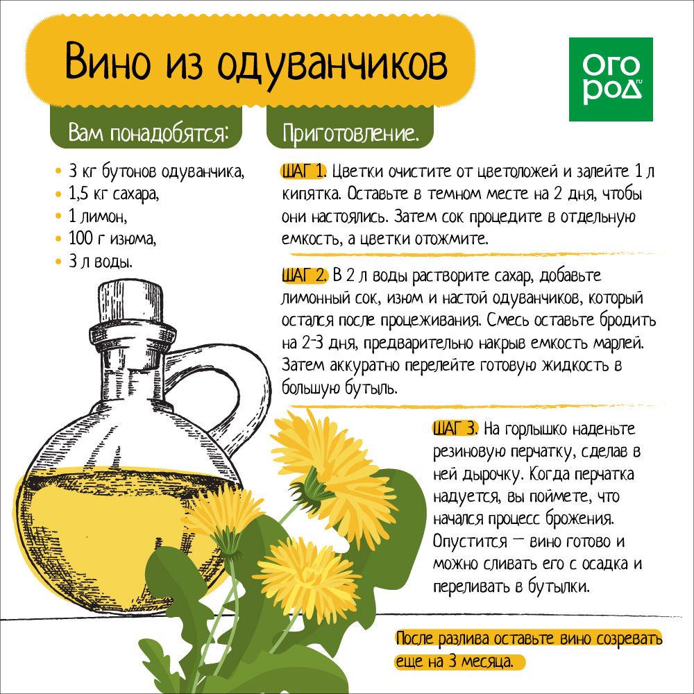 Как приготовить настой из цветков одуванчика?