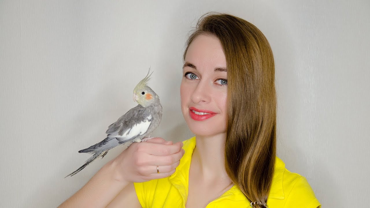 Как приручить попугая корелла?