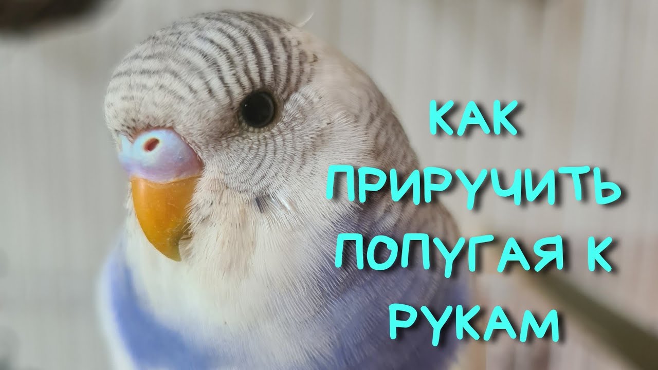 Как приучить попугая к рукам?