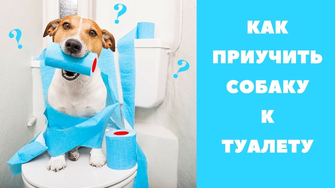 Как приучить щенка к туалету?