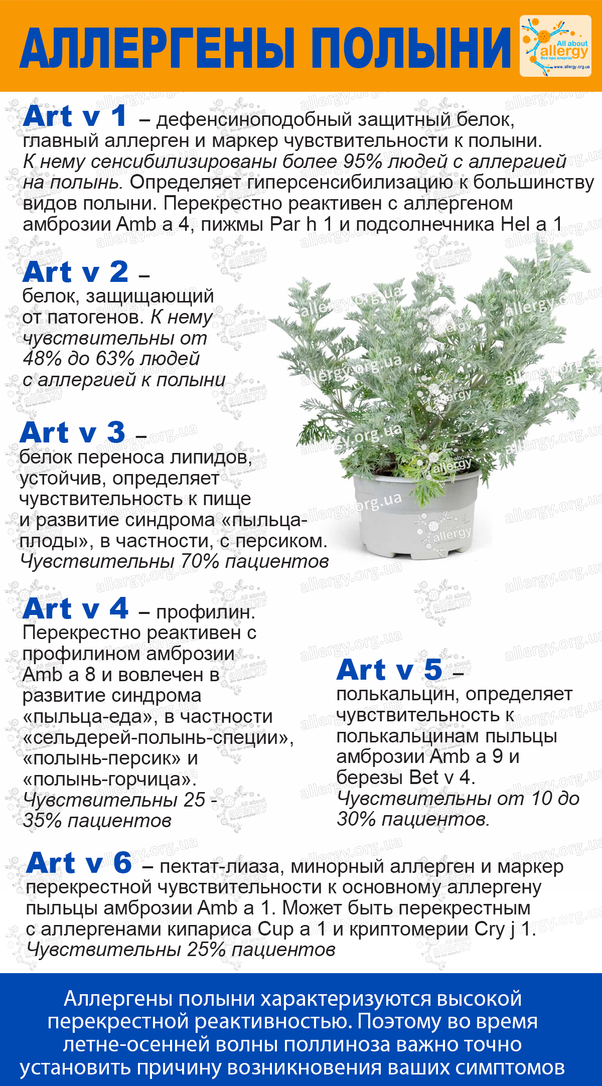 Как проявляется аллергия на полынь?