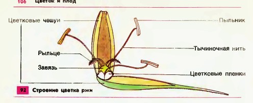 Как происходит опыление ветром?