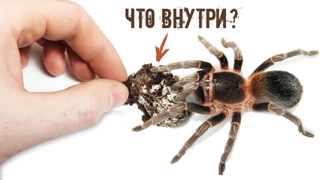 Как происходит размножение у пауков?