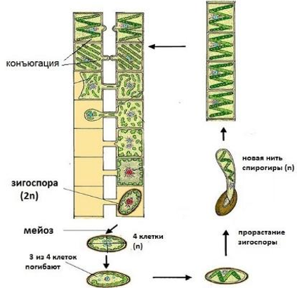 Как размножаются водоросли кратко?