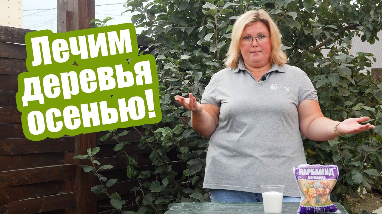 Как развести мочевину для опрыскивания яблонь?