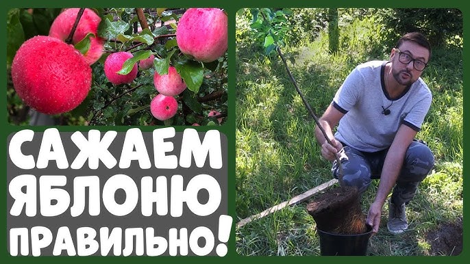 Как сажать яблони в Сибири?