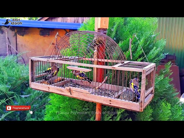 Как сделать сад в виде клетки для птиц?