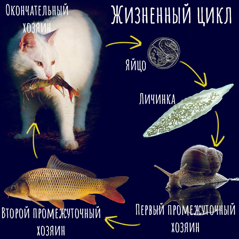 Как сосальщики прикрепляются к своему хозяину?