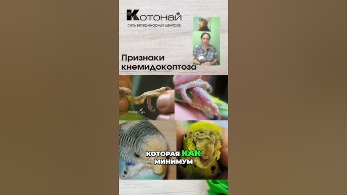 Как спасти птичку?
