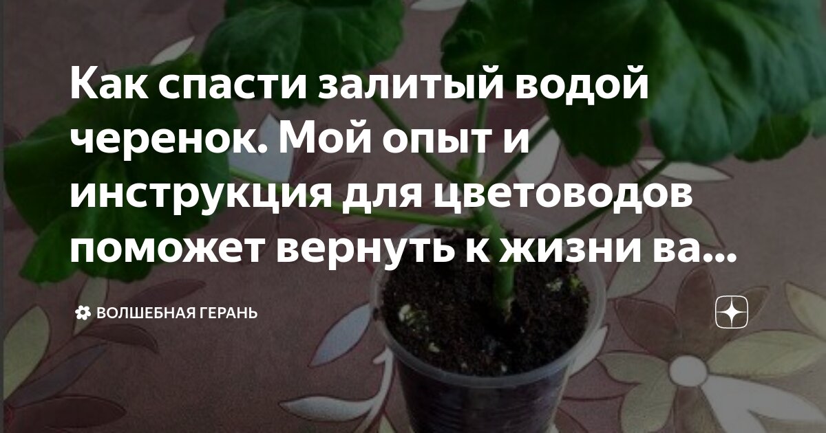 Как спасти залитый водой цветок?