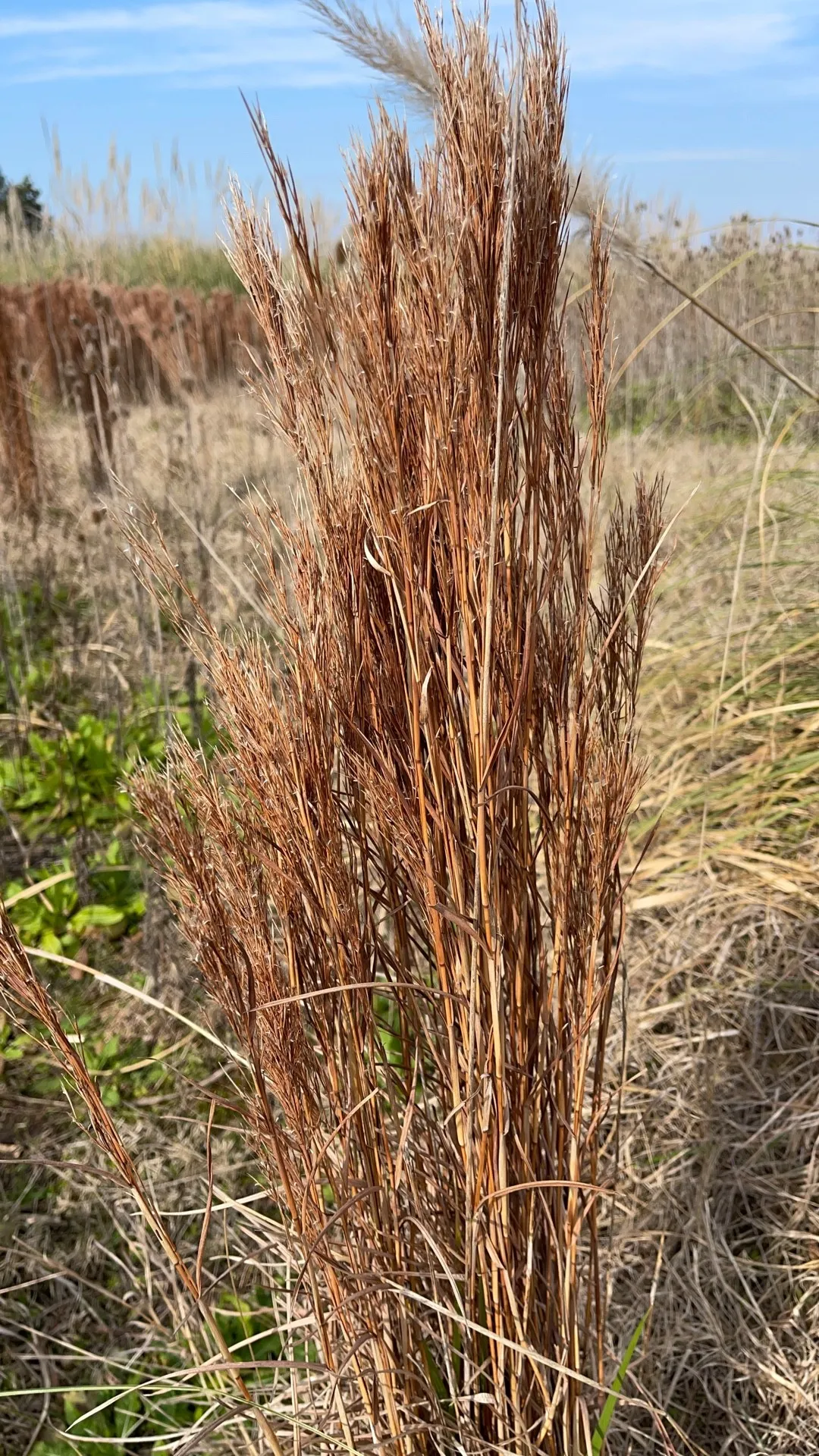 Как убить траву Broomsedge?