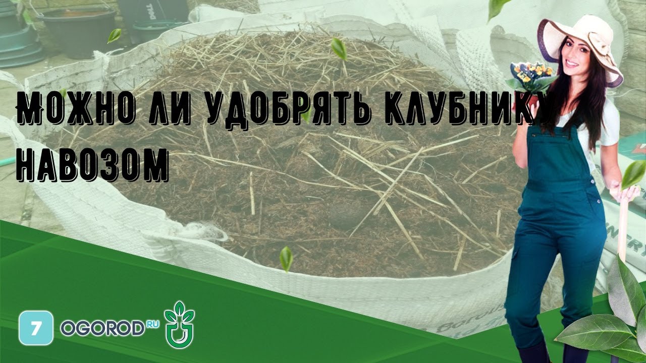 Как удобрять навозом огород?