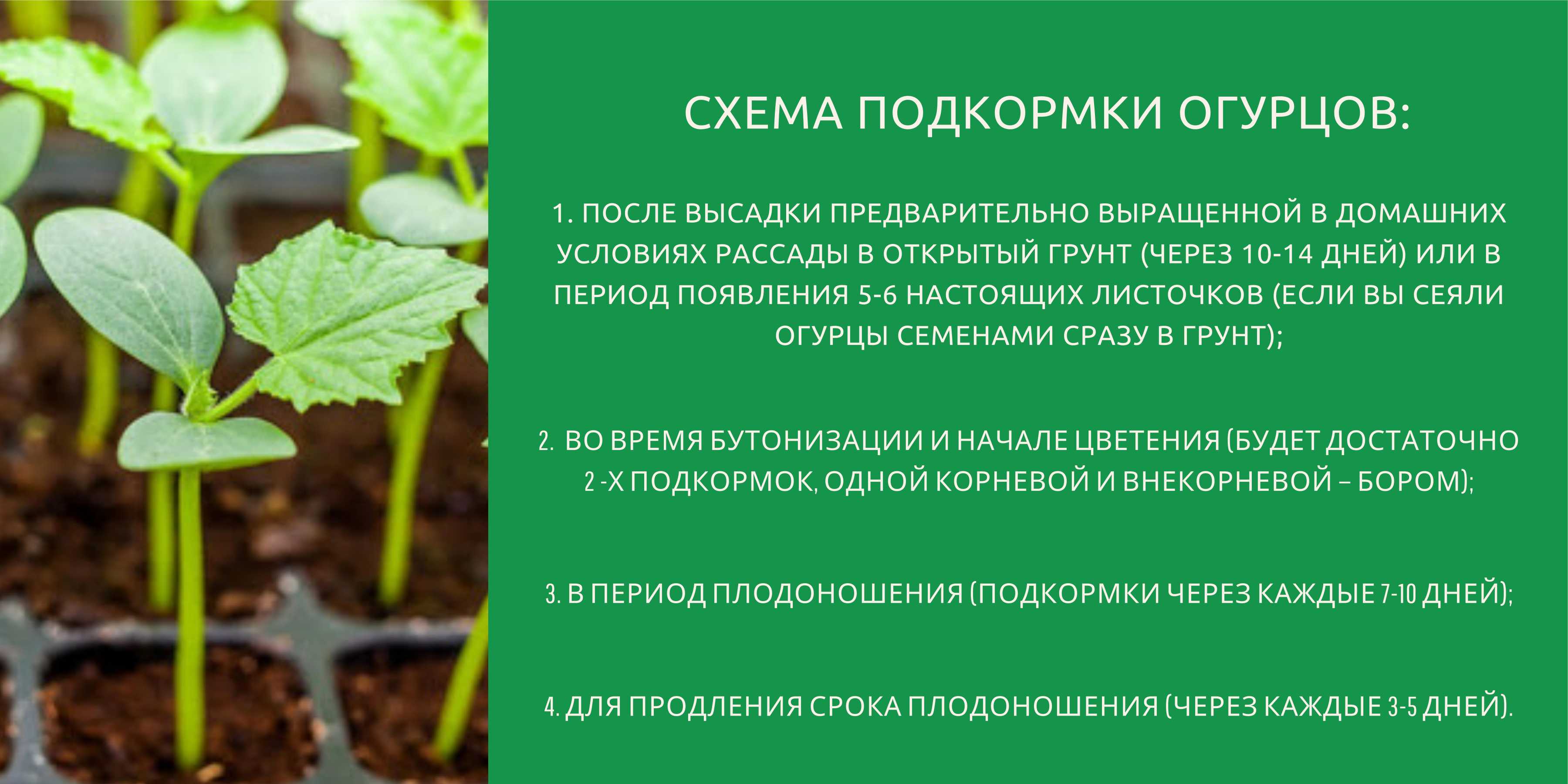 Как удобрять огурцы древесной золой?