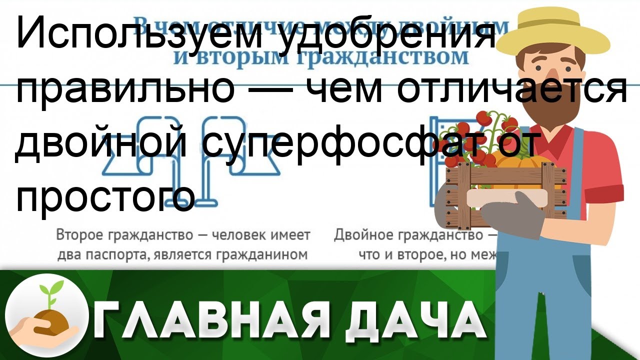 Как вносить двойной суперфосфат?