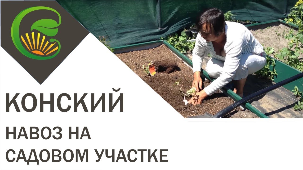 Как вносить конский навоз осенью?