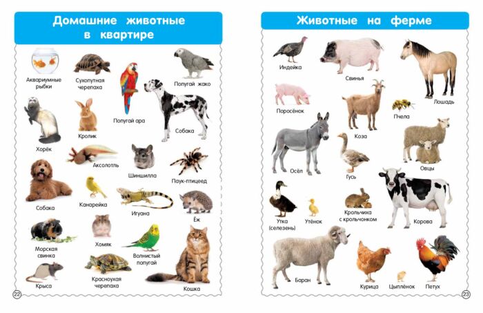 Как вы перемещаетесь с домашними животными?