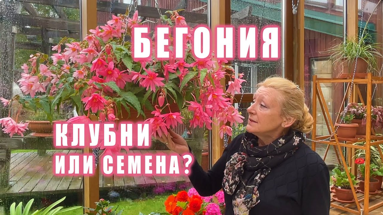 Как выращивать клубневые бегонии в помещении?