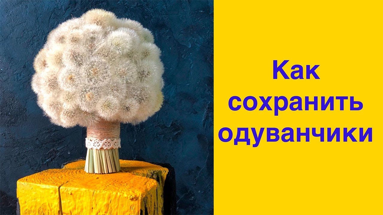 Как зафиксировать одуванчики?