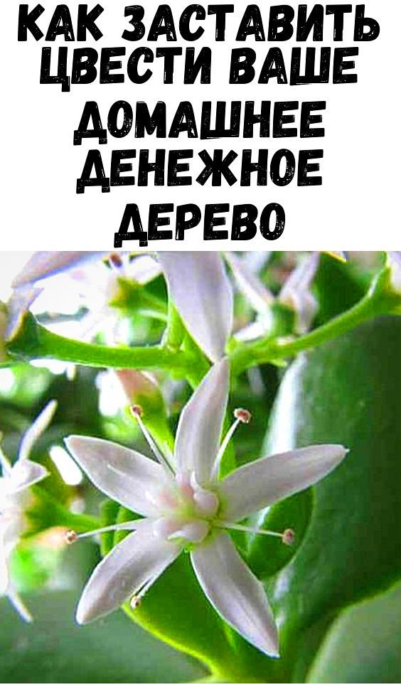 Как заставить цвести ваше домашнее денежное дерево?