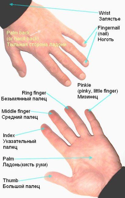 Какая часть руки называется запястьем?