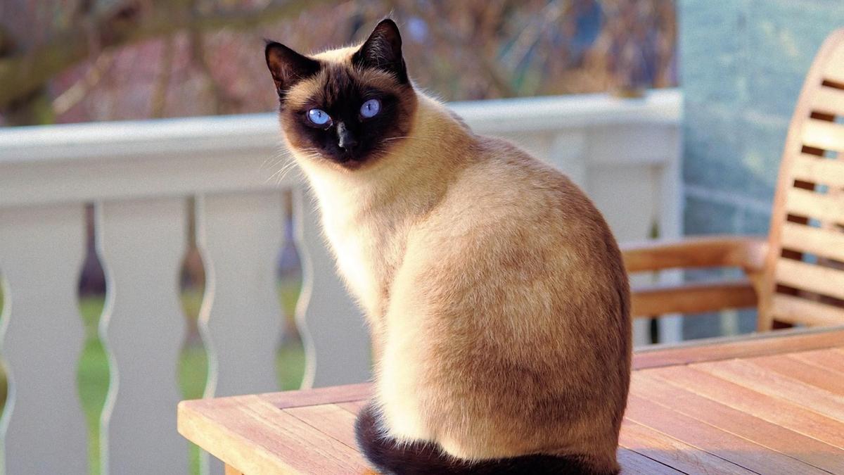 Какая по характеру сиамская кошка?