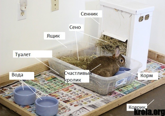 Какая подстилка лучше для декоративных кроликов?