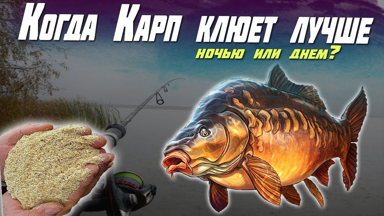 Какая рыба клюет лучше ночью?