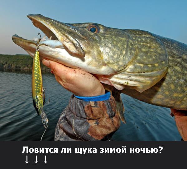 Какая рыба ловится зимой ночью?